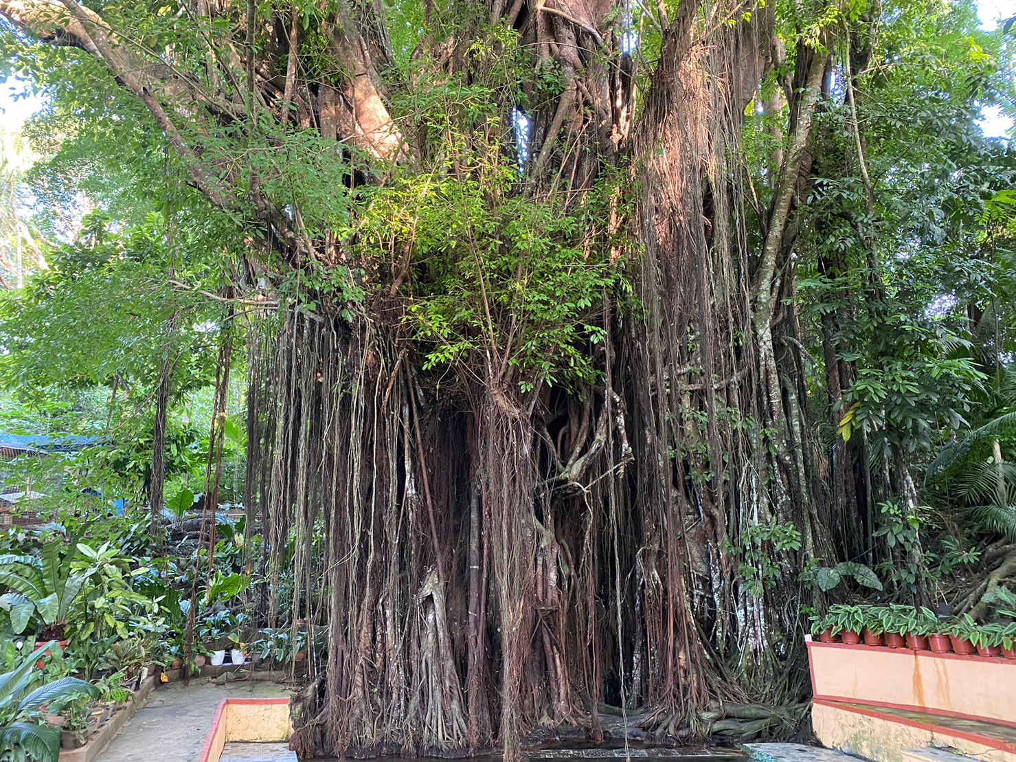シキホール　樹齢４００年の大木　ドクターフィッシュ